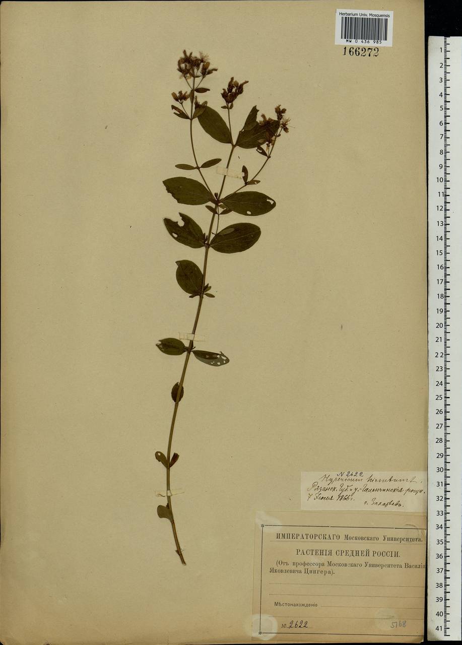 Hypericum hirsutum L., Eastern Europe, Central region (E4) (Russia)