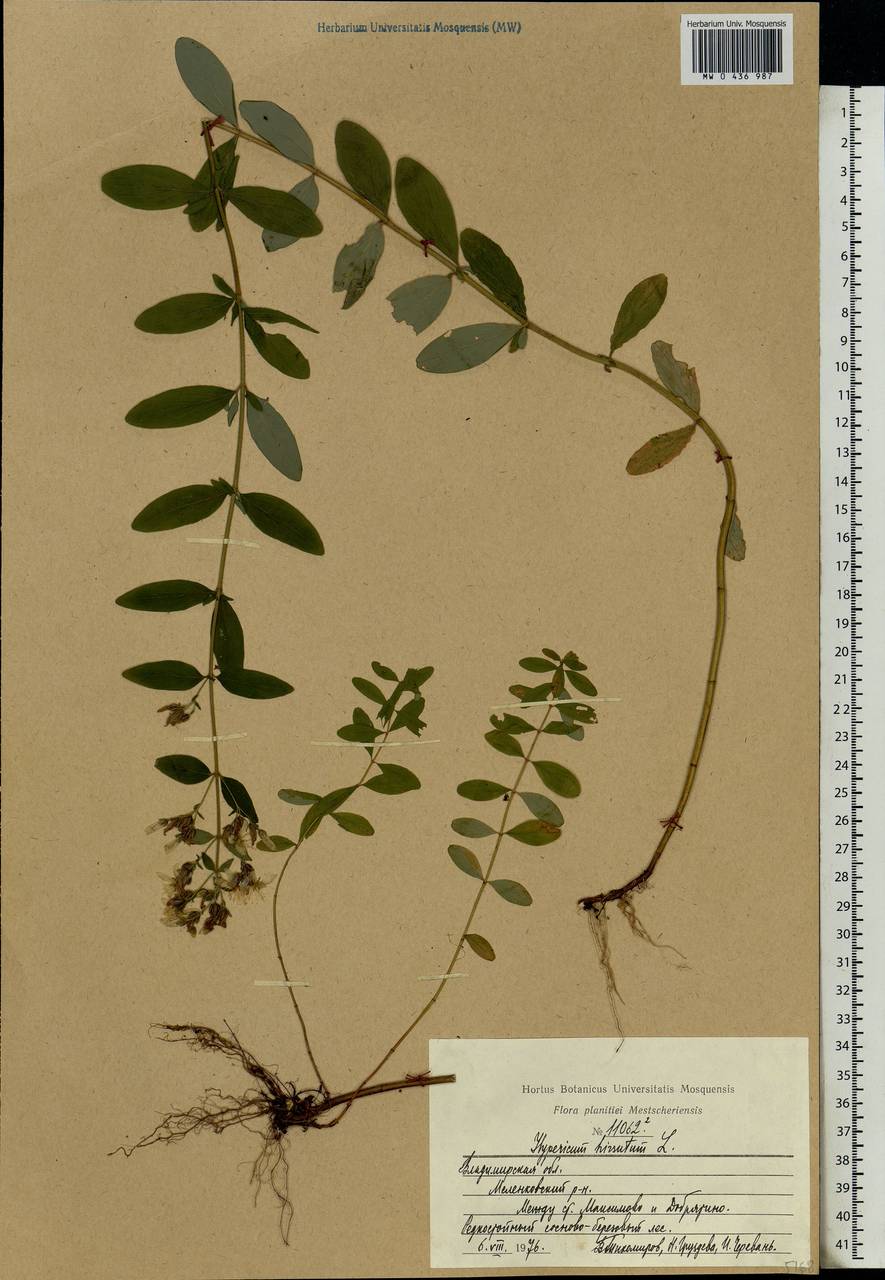 Hypericum hirsutum L., Eastern Europe, Central region (E4) (Russia)