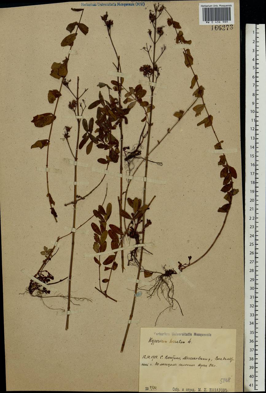 Hypericum hirsutum L., Eastern Europe, Central region (E4) (Russia)