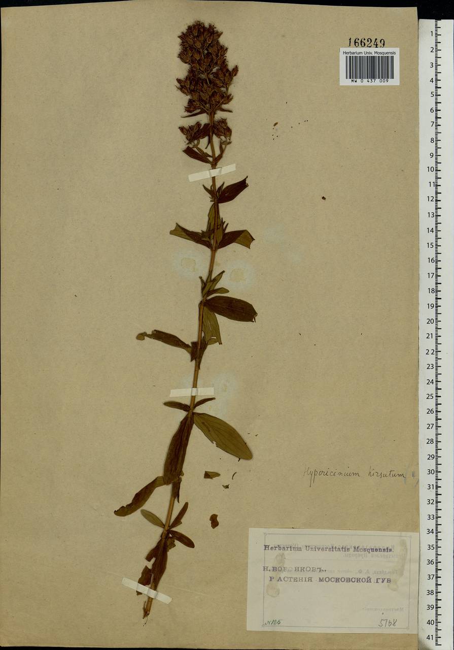 Hypericum hirsutum L., Eastern Europe, Moscow region (E4a) (Russia)