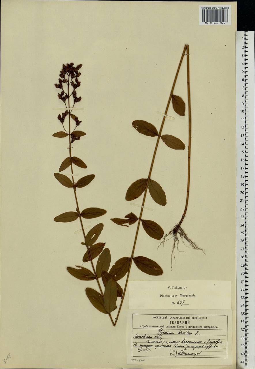 Hypericum hirsutum L., Eastern Europe, Moscow region (E4a) (Russia)