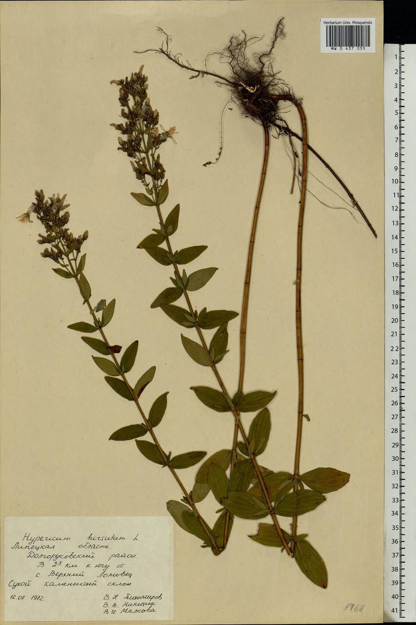 Hypericum hirsutum L., Eastern Europe, Central forest-and-steppe region (E6) (Russia)