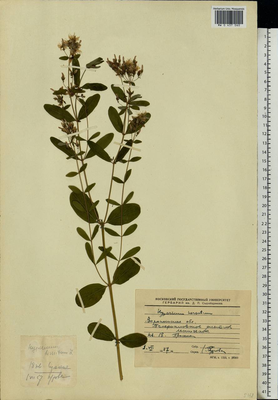 Hypericum hirsutum L., Eastern Europe, Central forest-and-steppe region (E6) (Russia)