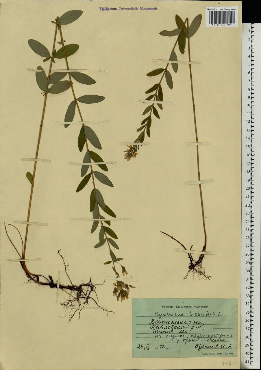 Hypericum hirsutum L., Eastern Europe, Central forest-and-steppe region (E6) (Russia)