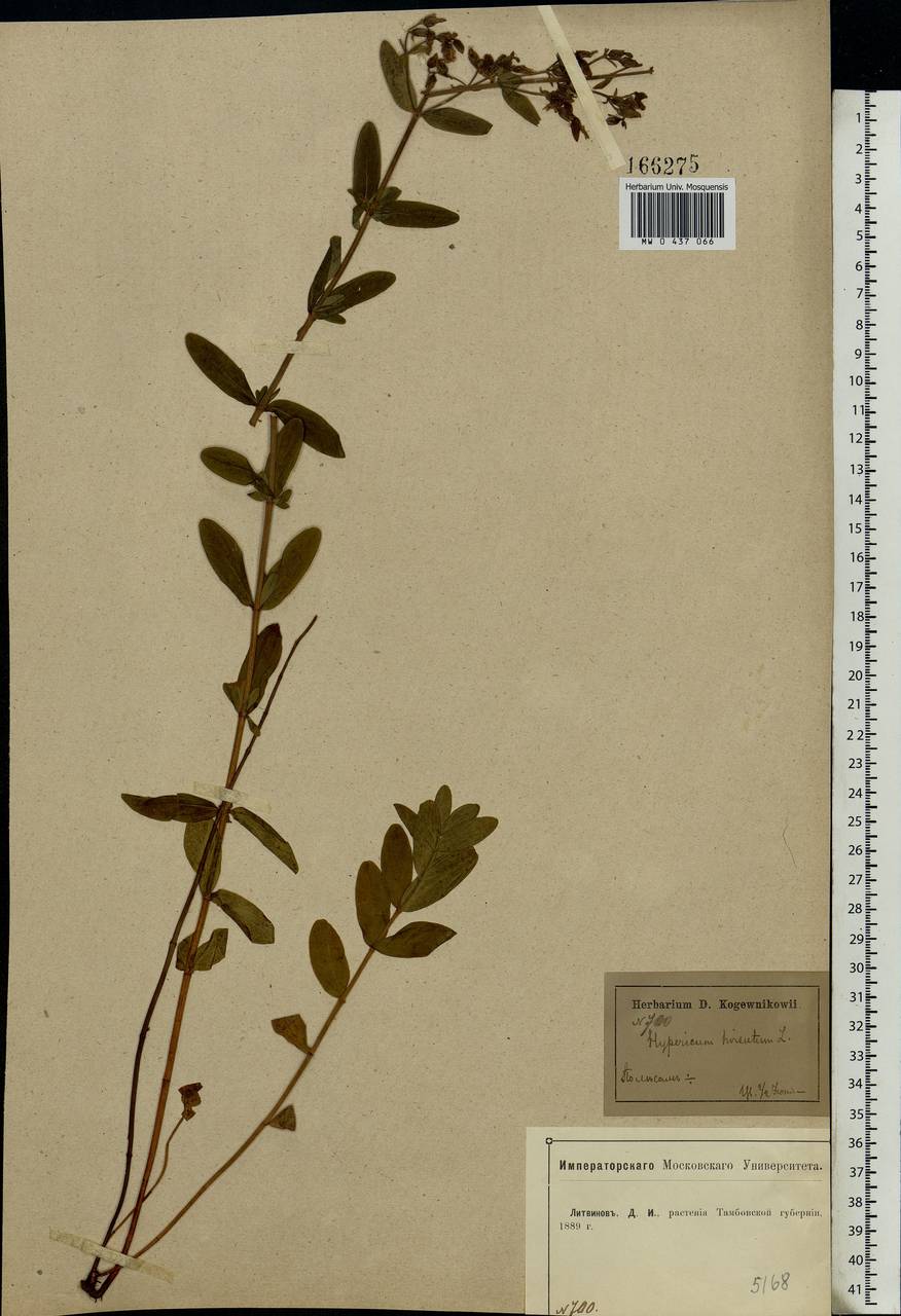 Hypericum hirsutum L., Eastern Europe, Central forest-and-steppe region (E6) (Russia)