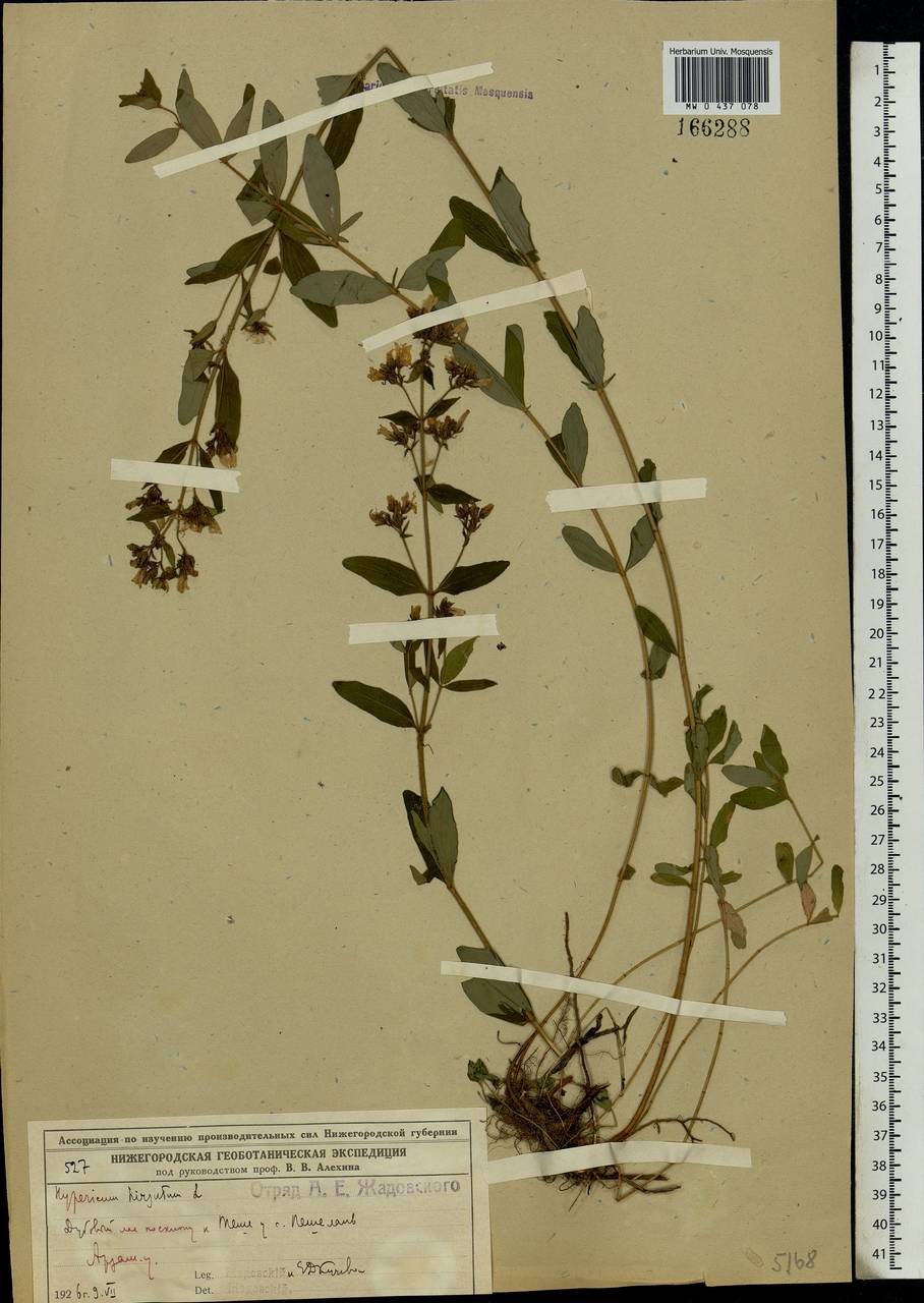 Hypericum hirsutum L., Eastern Europe, Volga-Kama region (E7) (Russia)