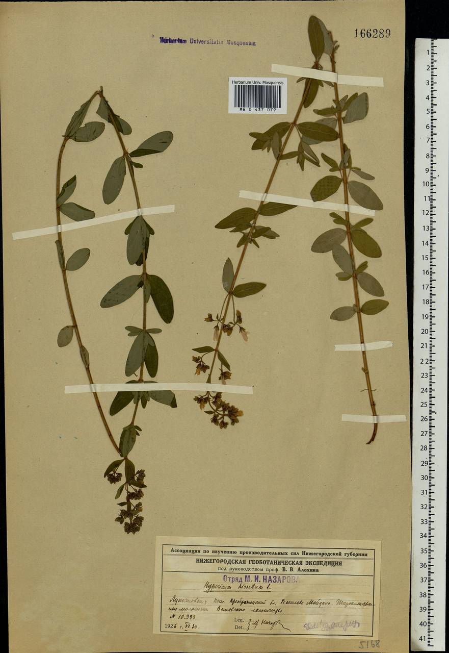 Hypericum hirsutum L., Eastern Europe, Volga-Kama region (E7) (Russia)