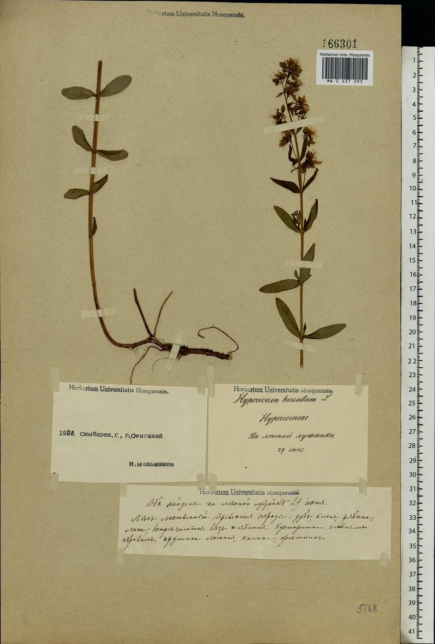 Hypericum hirsutum L., Eastern Europe, Middle Volga region (E8) (Russia)