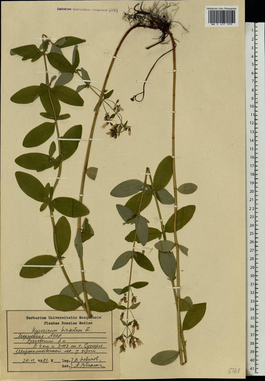 Hypericum hirsutum L., Eastern Europe, Middle Volga region (E8) (Russia)