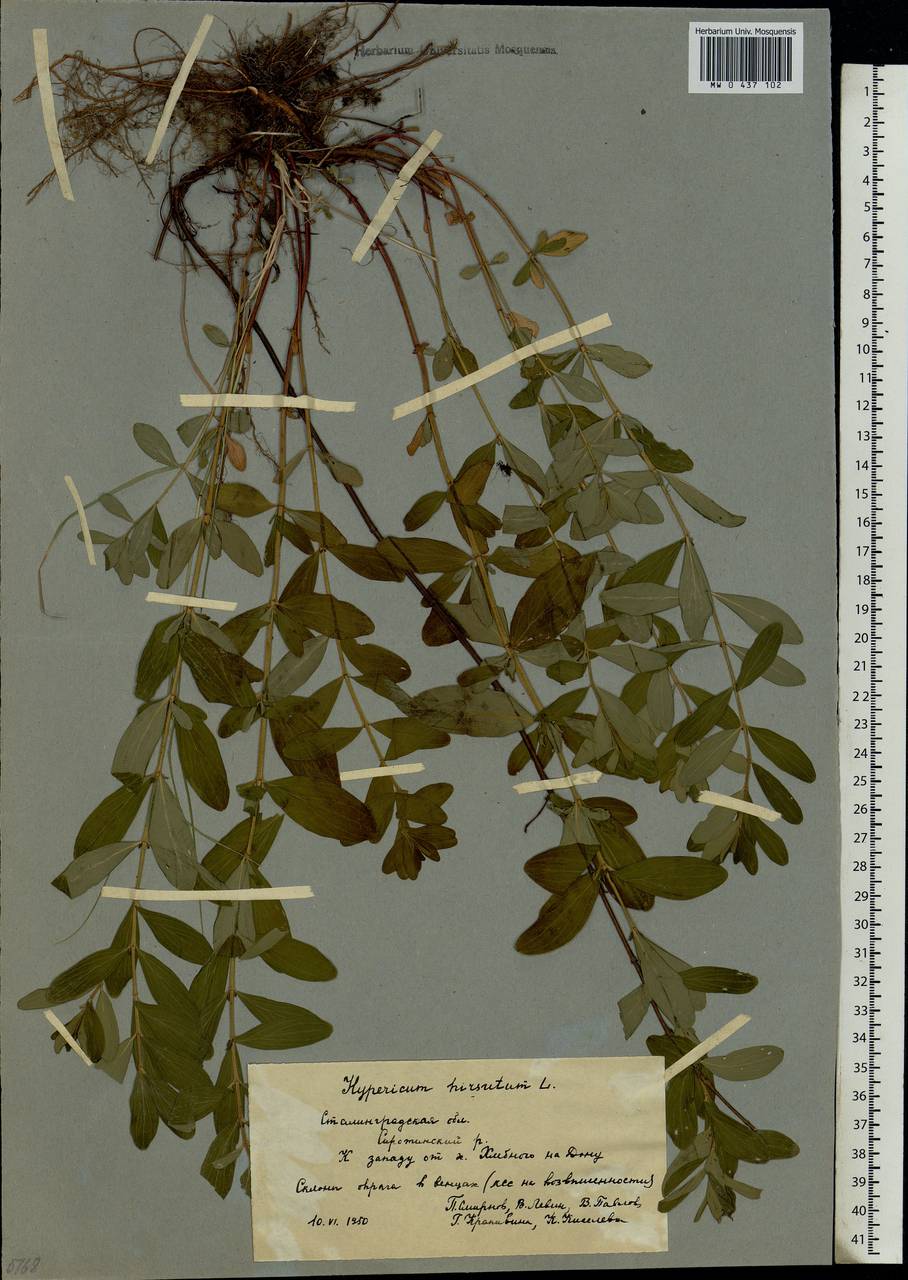 Hypericum hirsutum L., Eastern Europe, Lower Volga region (E9) (Russia)