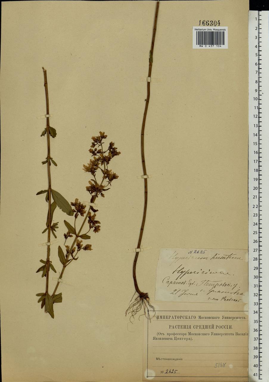 Hypericum hirsutum L., Eastern Europe, Middle Volga region (E8) (Russia)