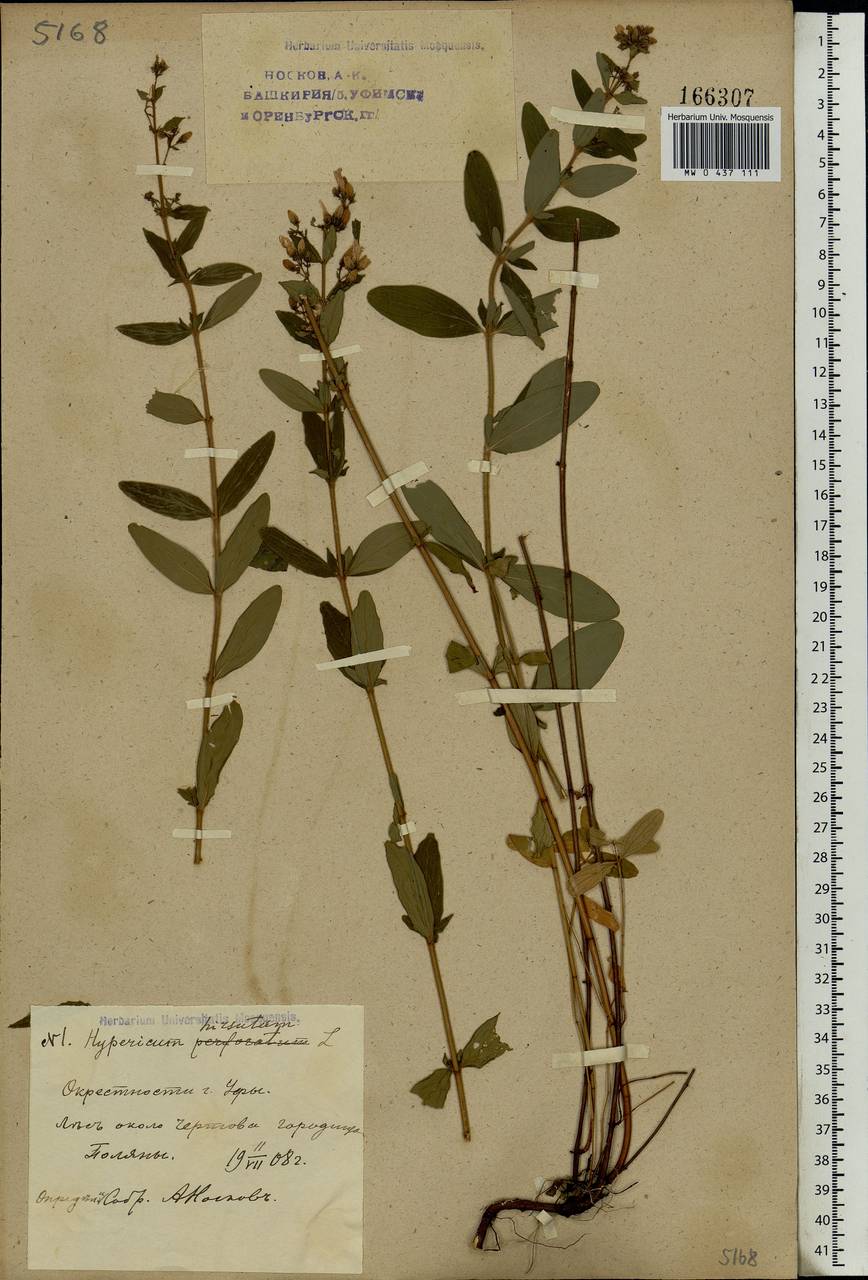 Hypericum hirsutum L., Eastern Europe, Eastern region (E10) (Russia)