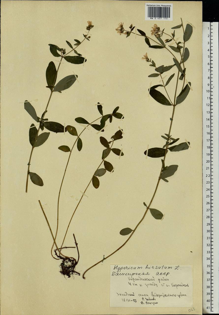 Hypericum hirsutum L., Eastern Europe, Eastern region (E10) (Russia)