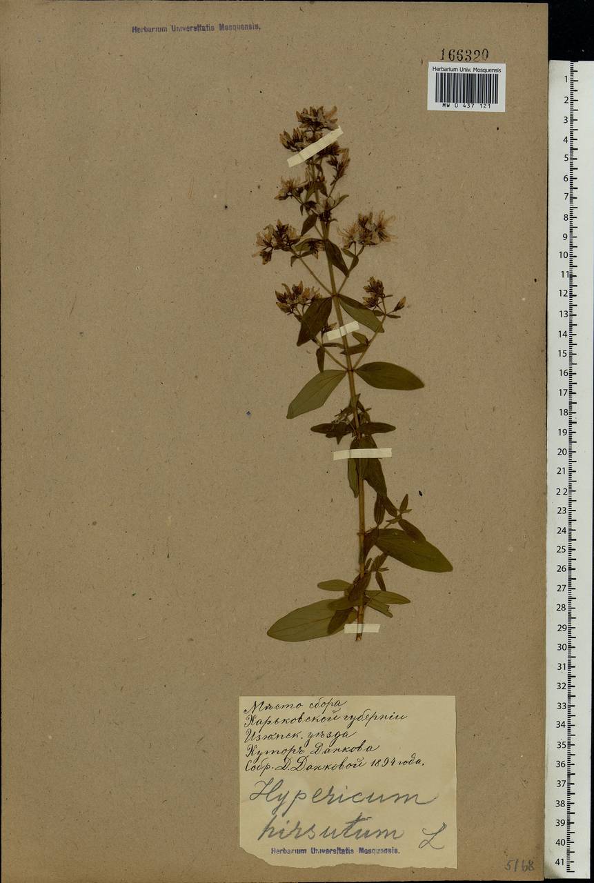 Hypericum hirsutum L., Eastern Europe, North Ukrainian region (E11) (Ukraine)