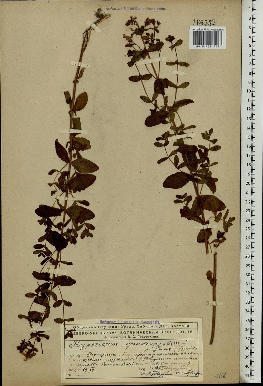 Hypericum maculatum, Eastern Europe, Northern region (E1) (Russia)