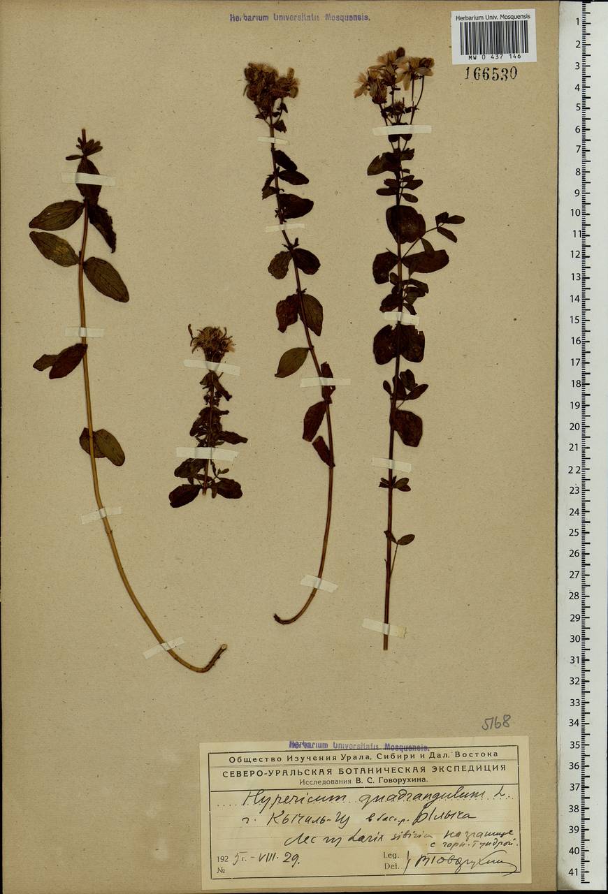 Hypericum maculatum, Eastern Europe, Northern region (E1) (Russia)