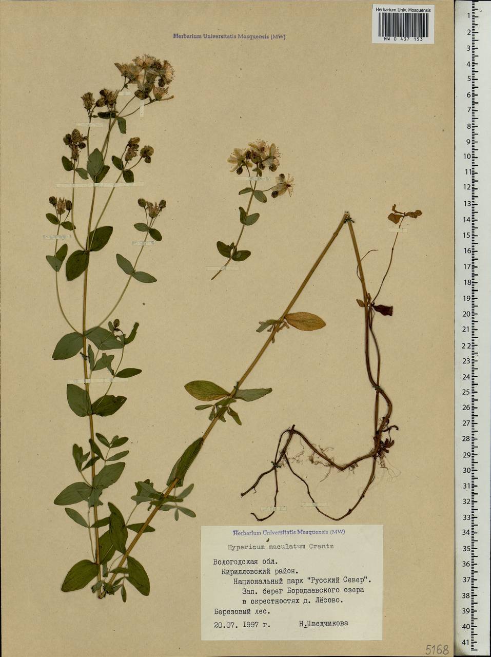 Hypericum maculatum, Eastern Europe, Northern region (E1) (Russia)
