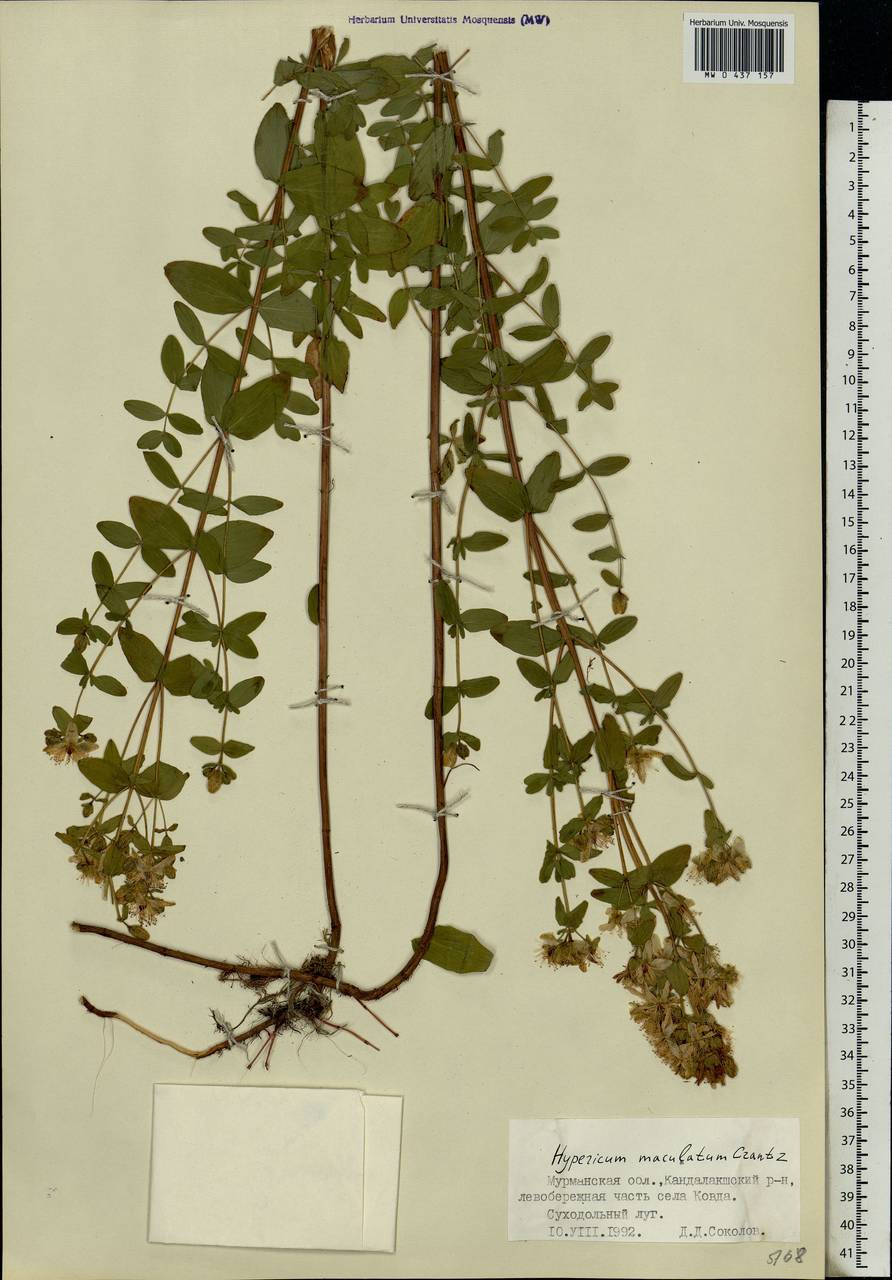 Hypericum maculatum, Eastern Europe, Northern region (E1) (Russia)