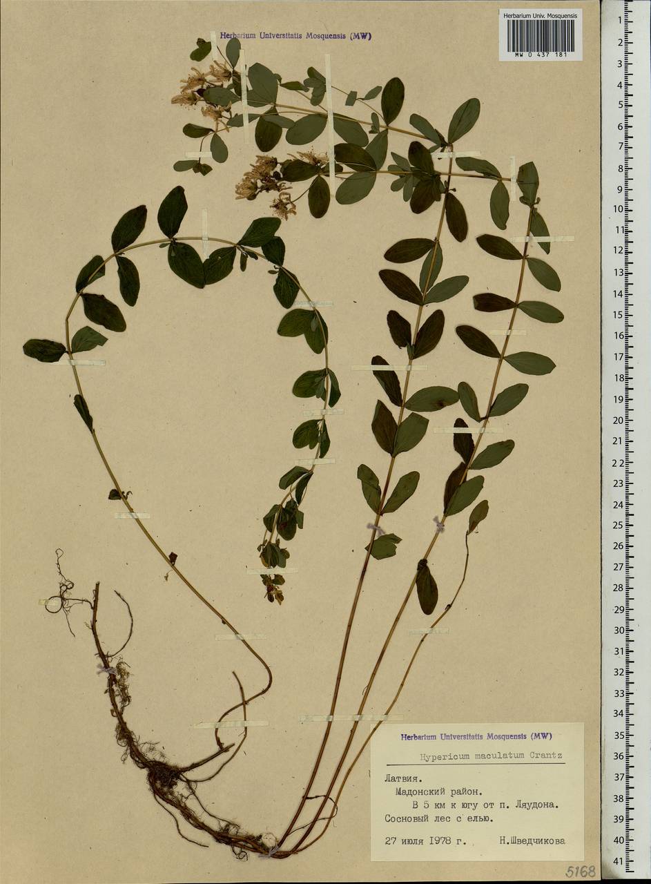Hypericum maculatum Crantz, Eastern Europe, Latvia (E2b) (Latvia)
