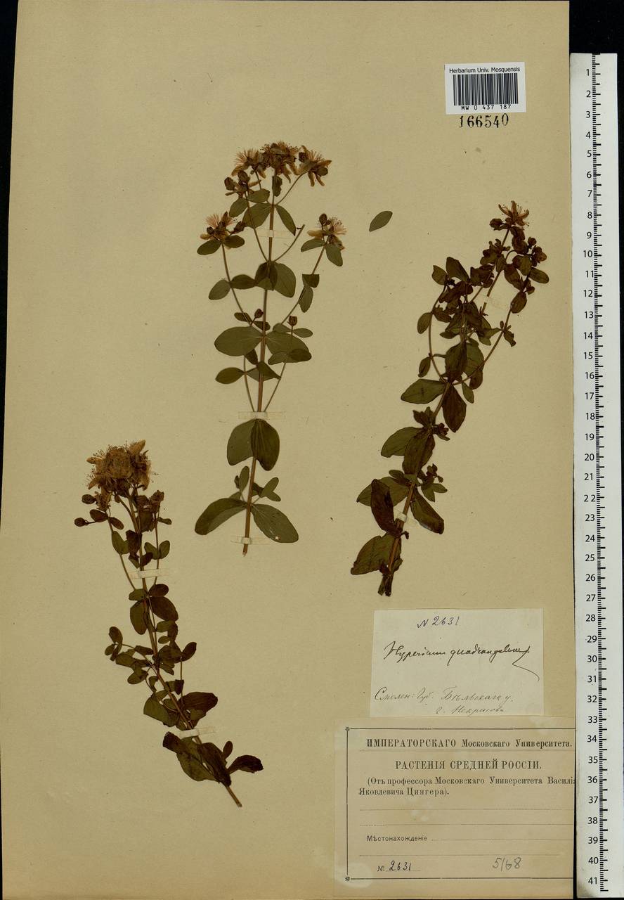 Hypericum maculatum, Eastern Europe, North-Western region (E2) (Russia)