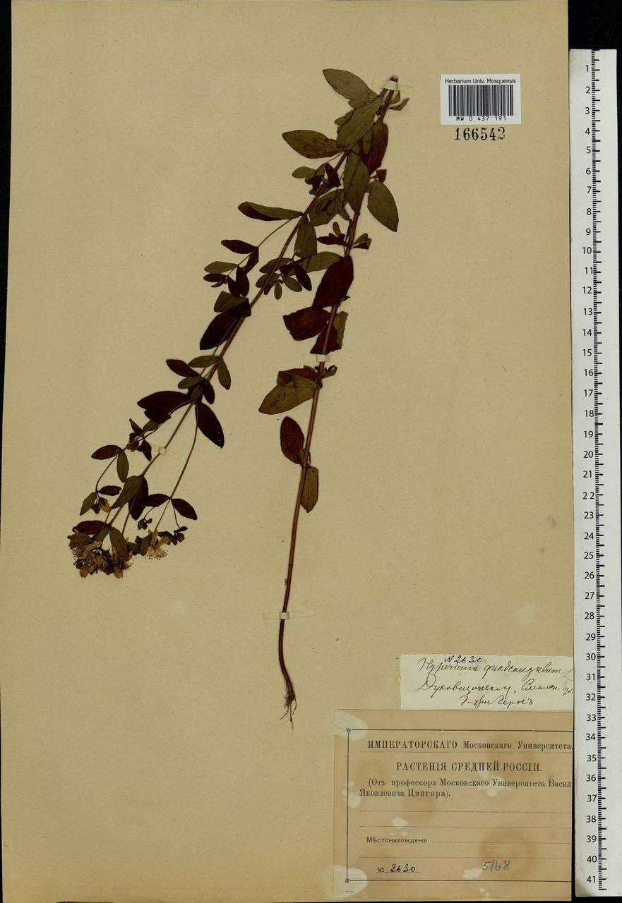 Hypericum maculatum Crantz, Eastern Europe, Western region (E3) (Russia)