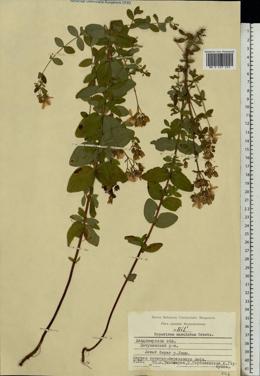 Hypericum maculatum, Eastern Europe, Central region (E4) (Russia)