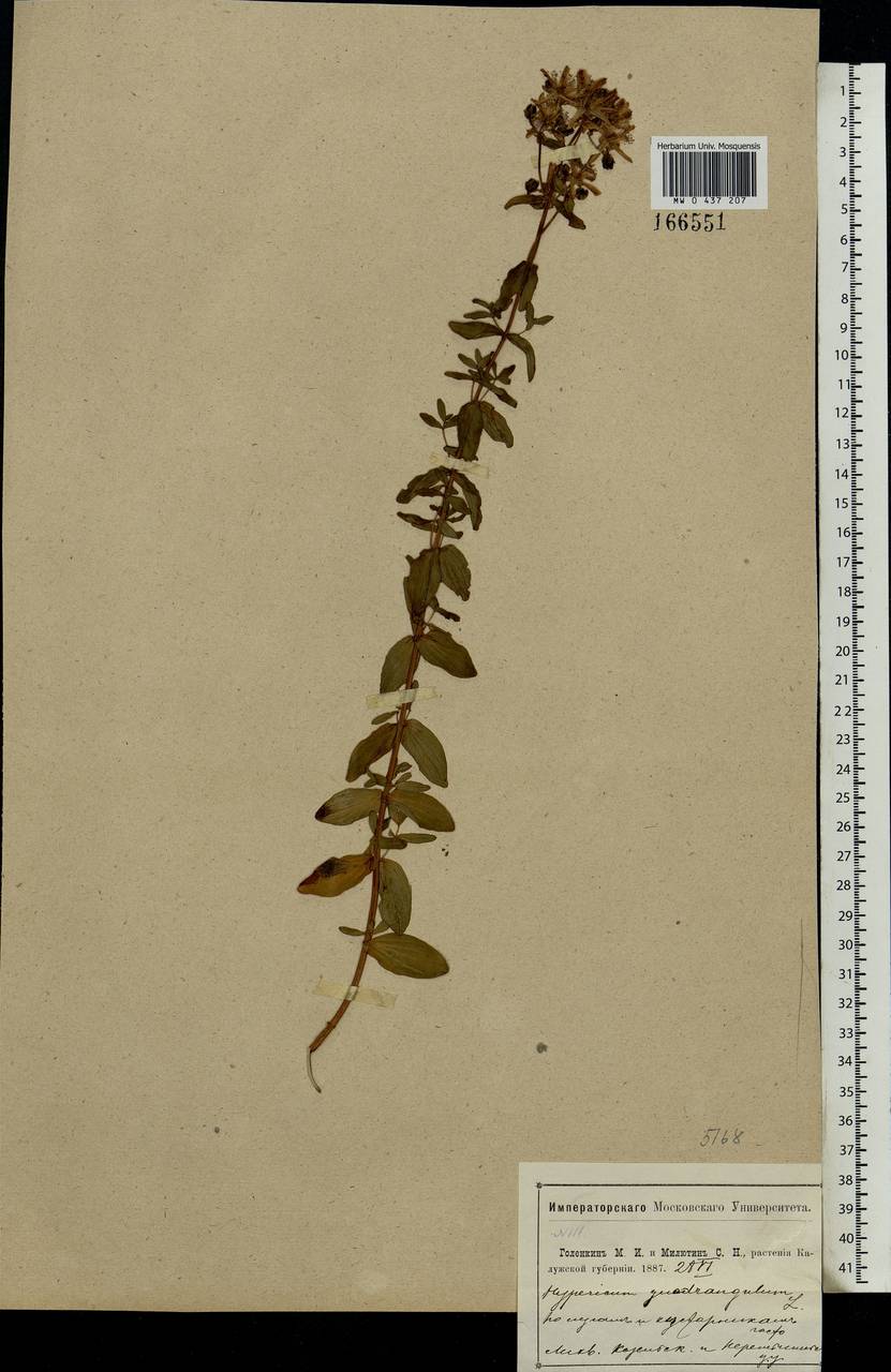Hypericum maculatum Crantz, Eastern Europe, Central region (E4) (Russia)