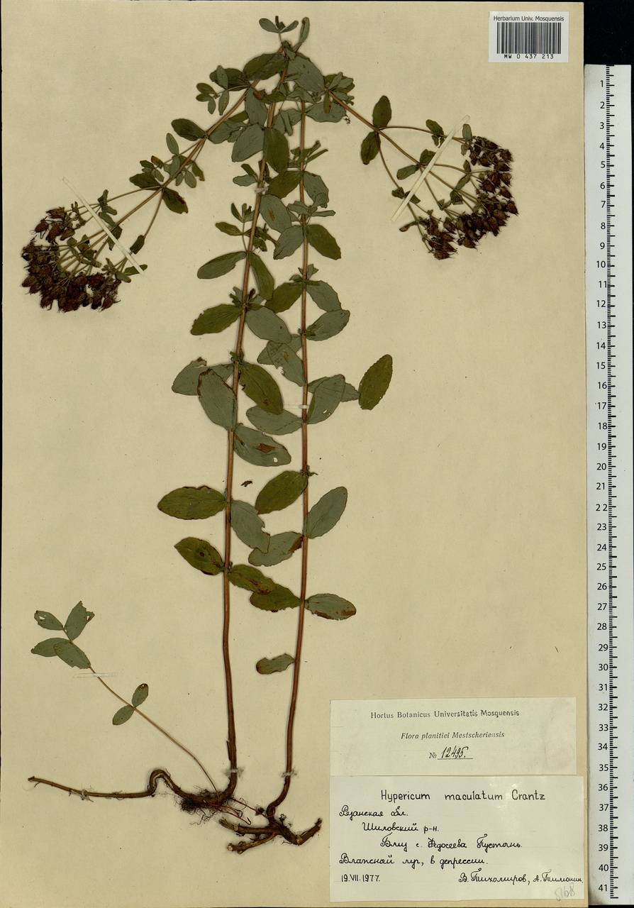 Hypericum maculatum Crantz, Eastern Europe, Central region (E4) (Russia)