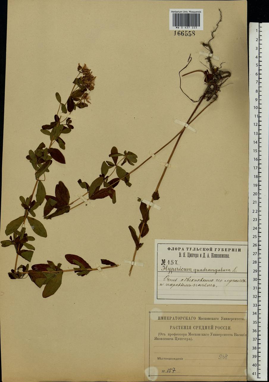 Hypericum maculatum, Eastern Europe, Central region (E4) (Russia)