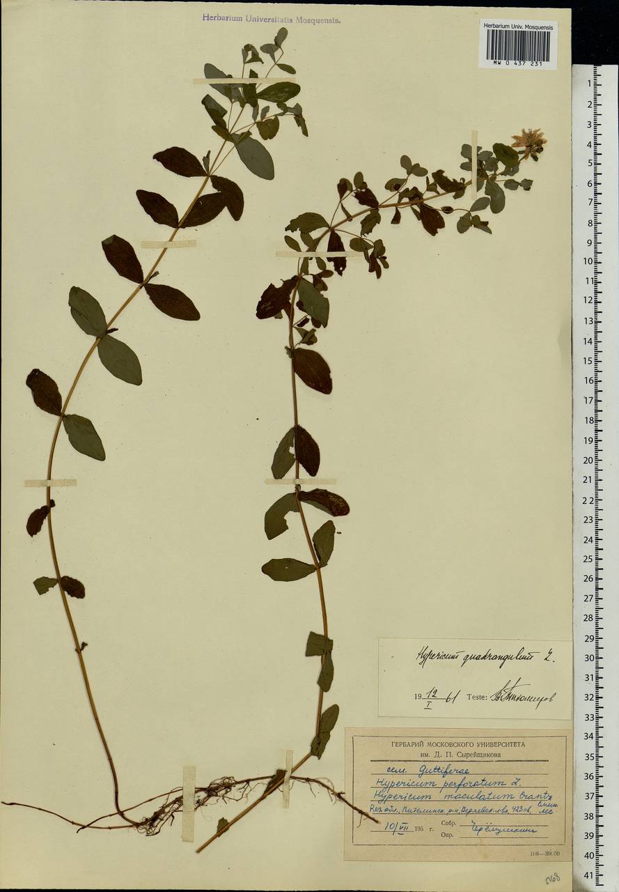 Hypericum maculatum, Eastern Europe, Central region (E4) (Russia)