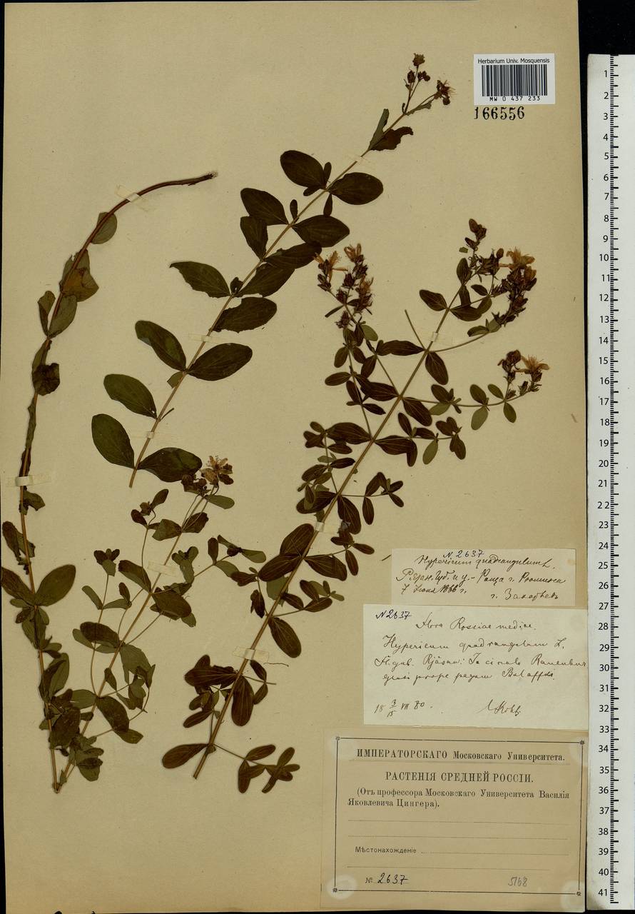 Hypericum maculatum, Eastern Europe, Central region (E4) (Russia)