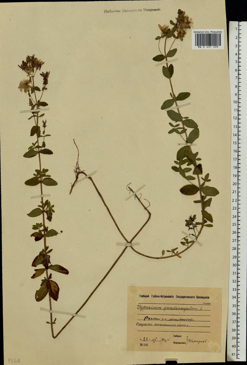 Hypericum maculatum, Eastern Europe, Moscow region (E4a) (Russia)