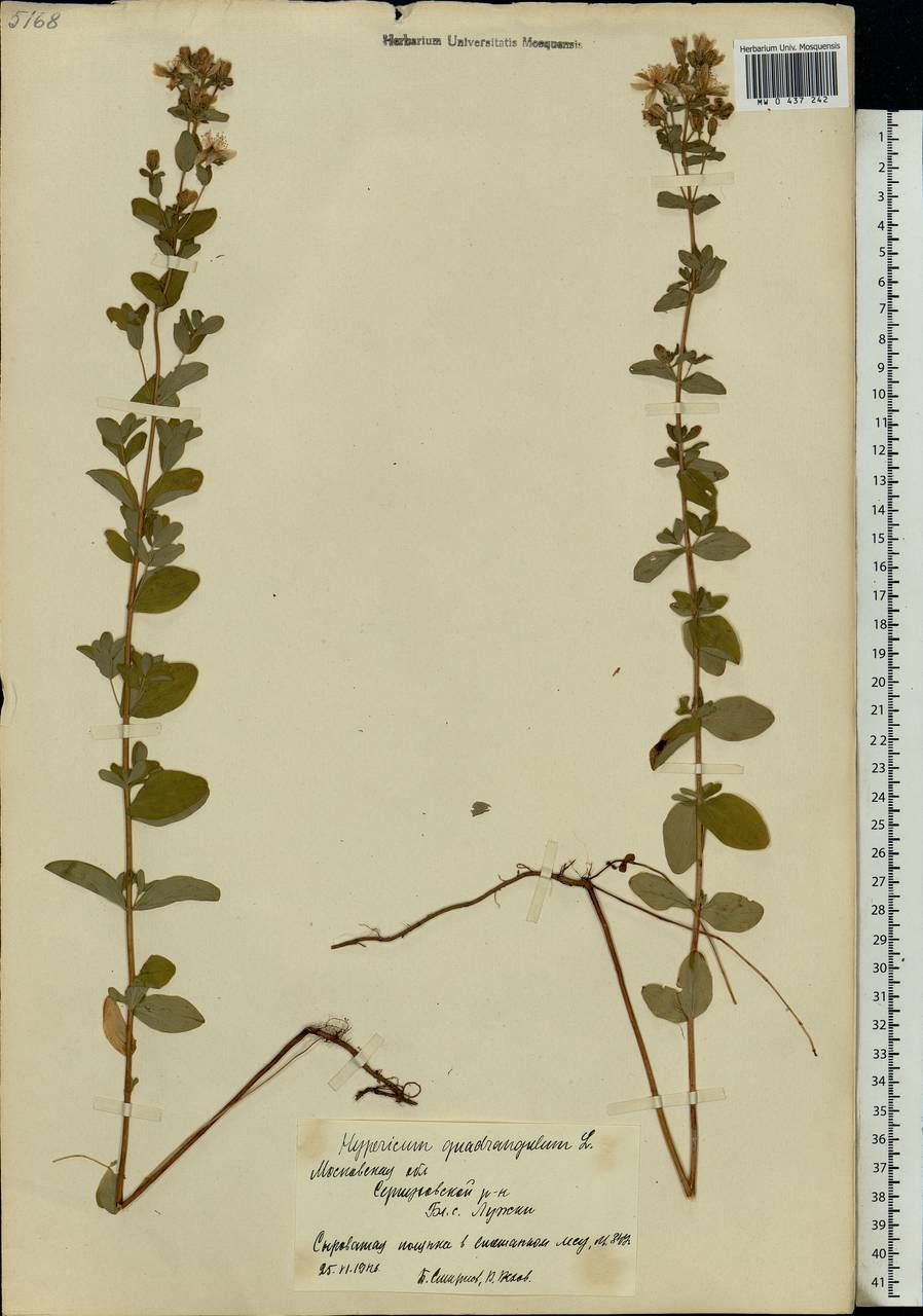 Hypericum maculatum Crantz, Eastern Europe, Moscow region (E4a) (Russia)