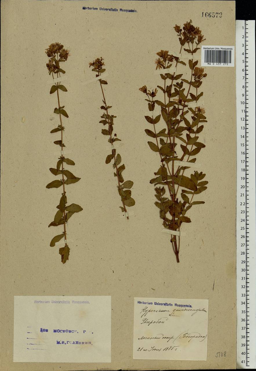 Hypericum maculatum, Eastern Europe, Moscow region (E4a) (Russia)