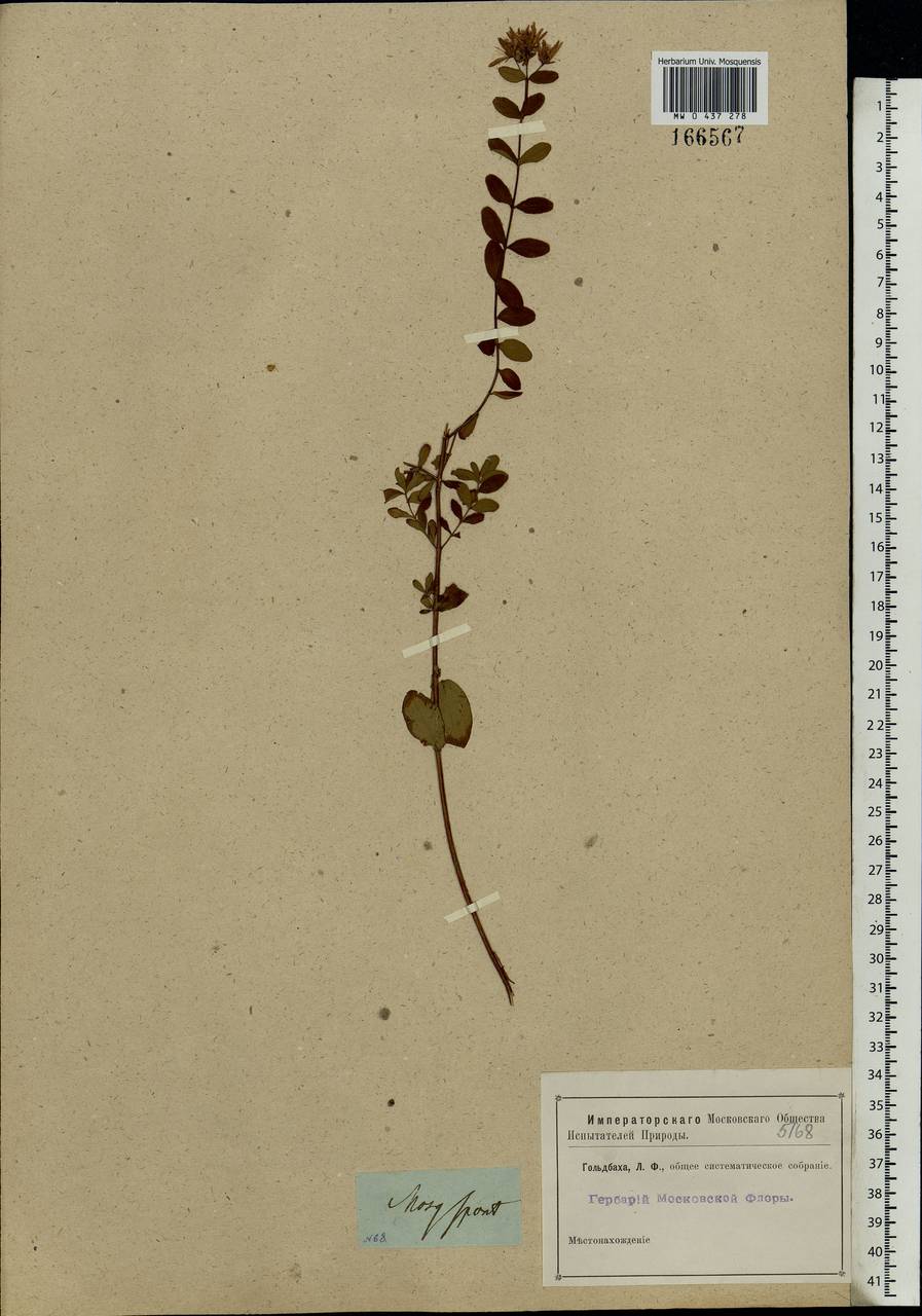 Hypericum maculatum, Eastern Europe, Moscow region (E4a) (Russia)