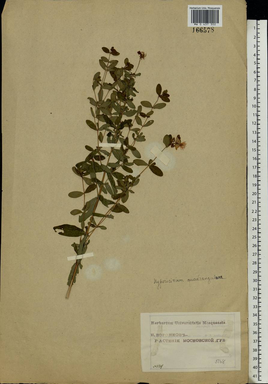 Hypericum maculatum, Eastern Europe, Moscow region (E4a) (Russia)