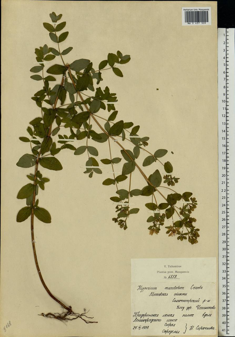 Hypericum maculatum, Eastern Europe, Moscow region (E4a) (Russia)