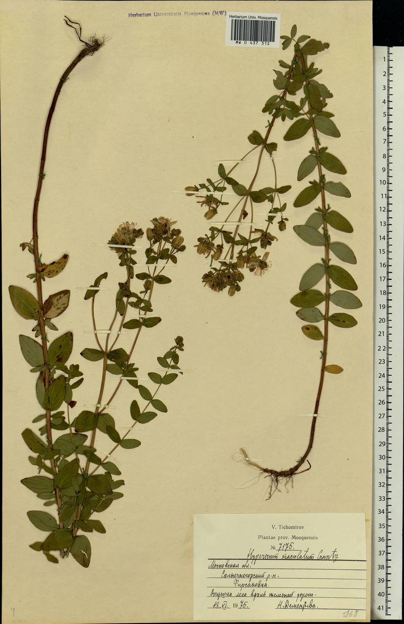 Hypericum maculatum, Eastern Europe, Moscow region (E4a) (Russia)