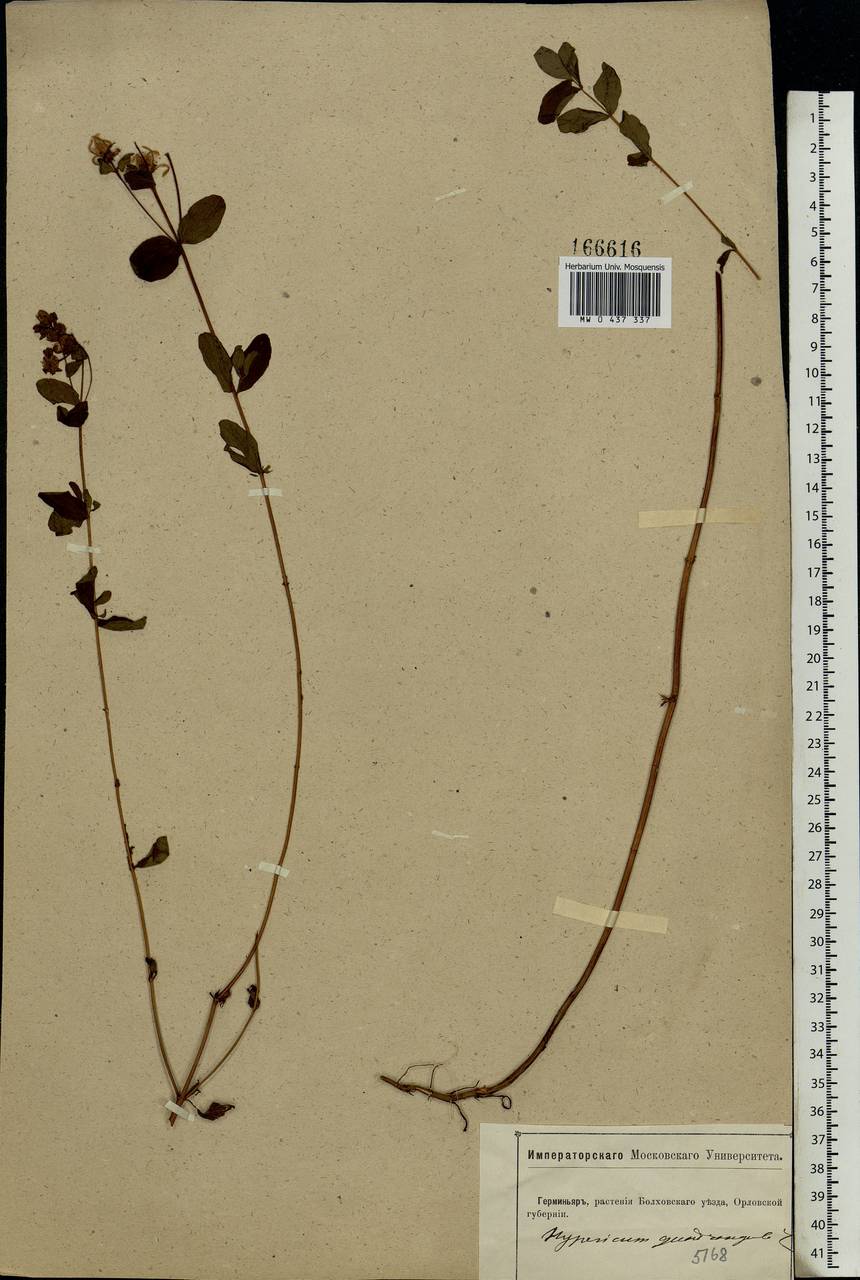 Hypericum maculatum Crantz, Eastern Europe, Central forest-and-steppe region (E6) (Russia)