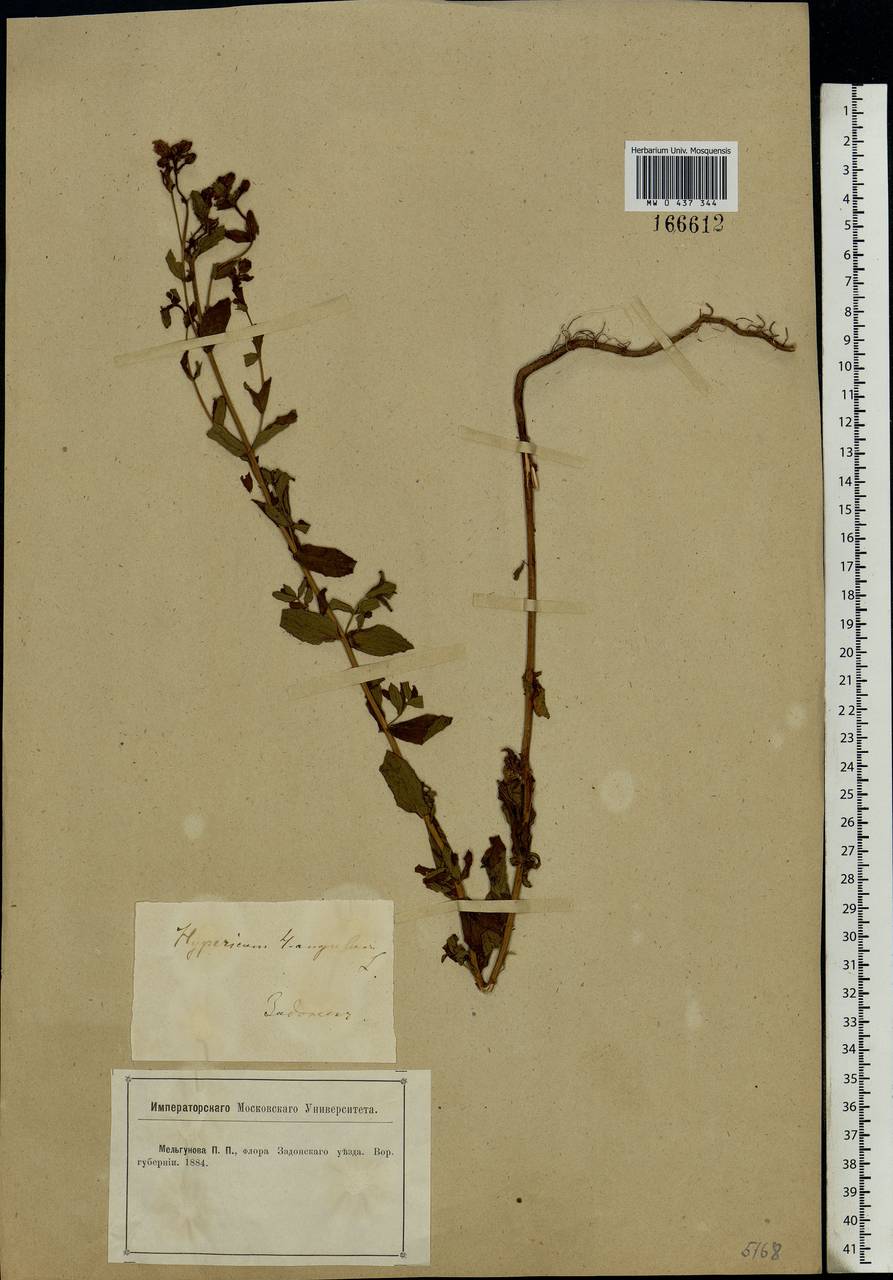 Hypericum maculatum Crantz, Eastern Europe, Central forest-and-steppe region (E6) (Russia)