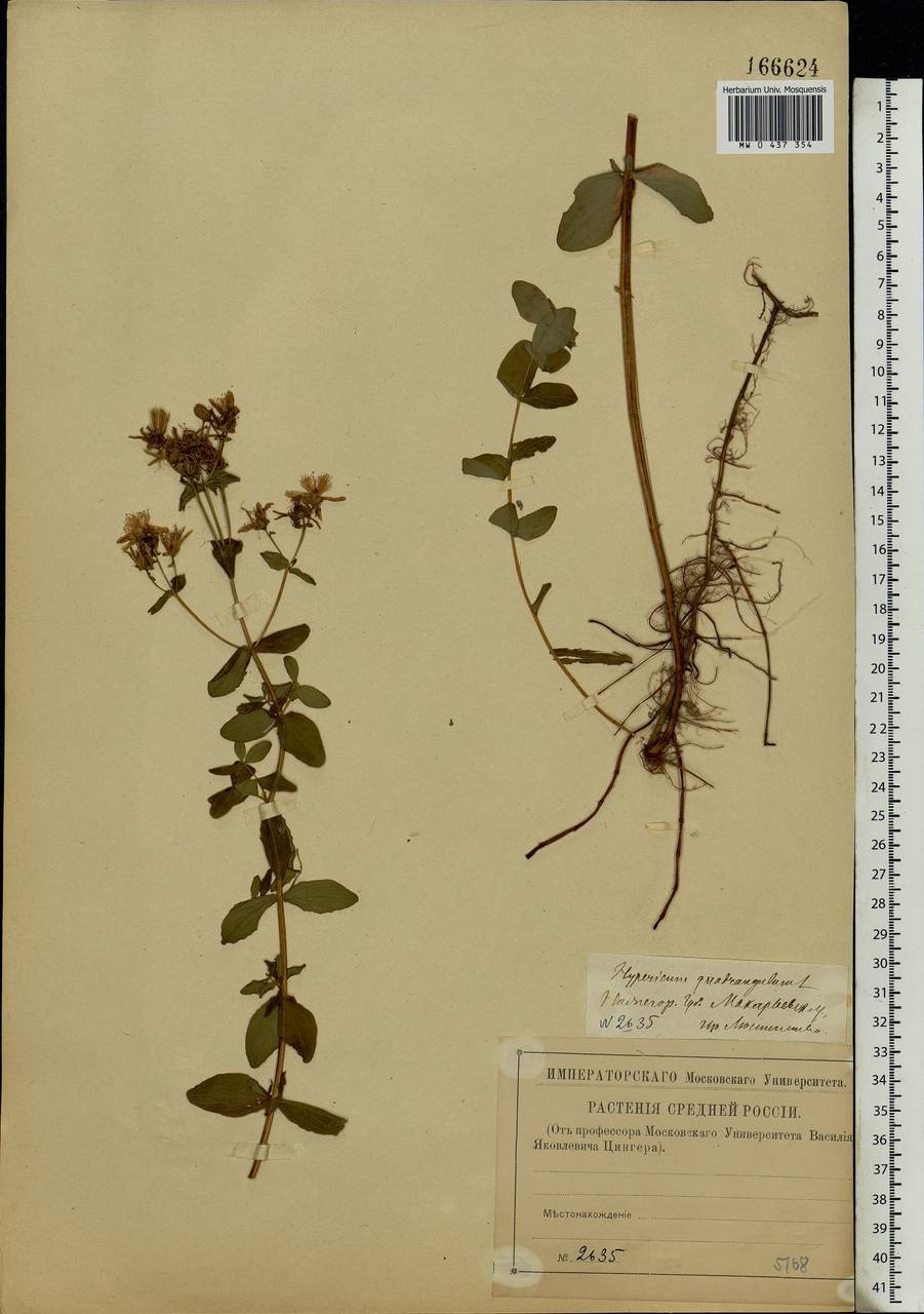 Hypericum maculatum, Eastern Europe, Volga-Kama region (E7) (Russia)