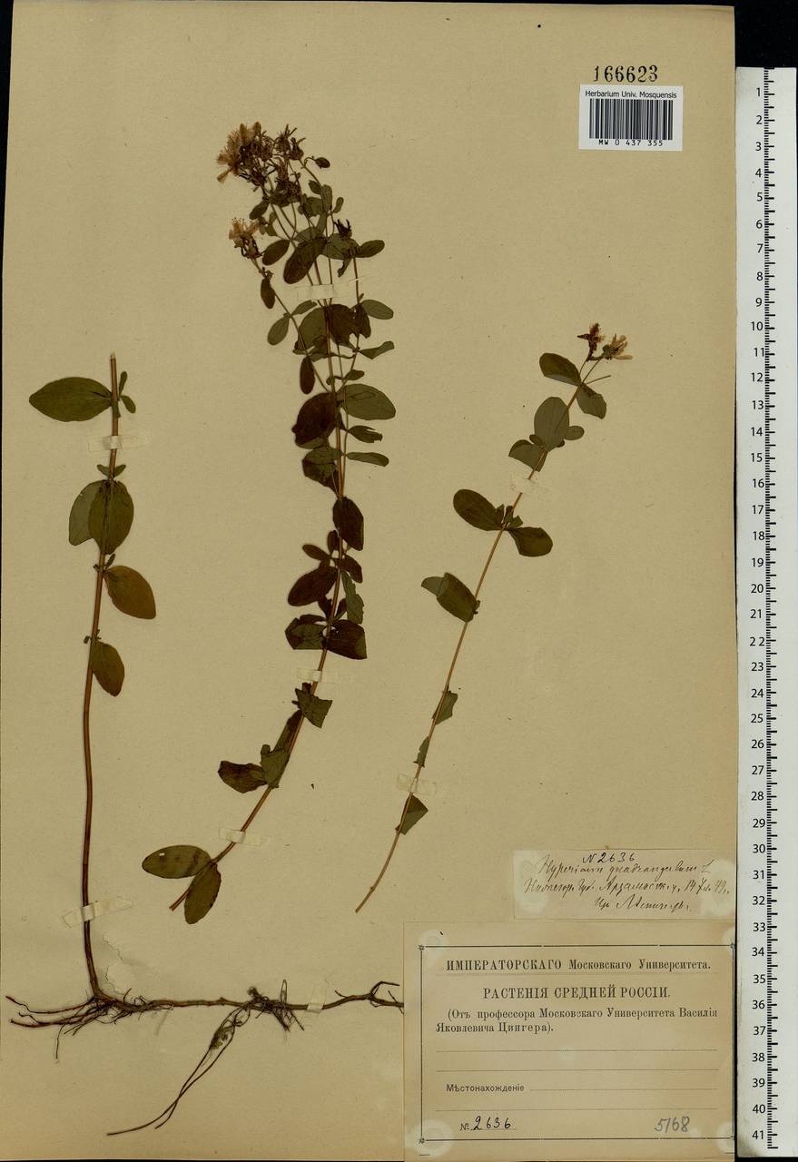 Hypericum maculatum, Eastern Europe, Volga-Kama region (E7) (Russia)