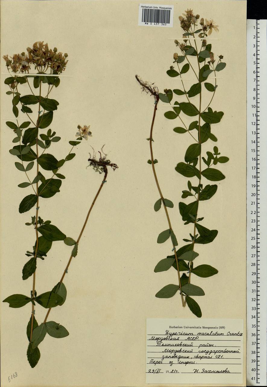 Hypericum maculatum, Eastern Europe, Middle Volga region (E8) (Russia)