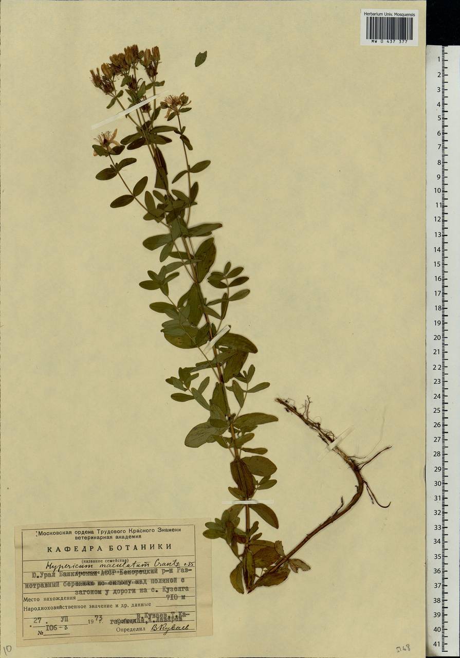 Hypericum maculatum, Eastern Europe, Eastern region (E10) (Russia)