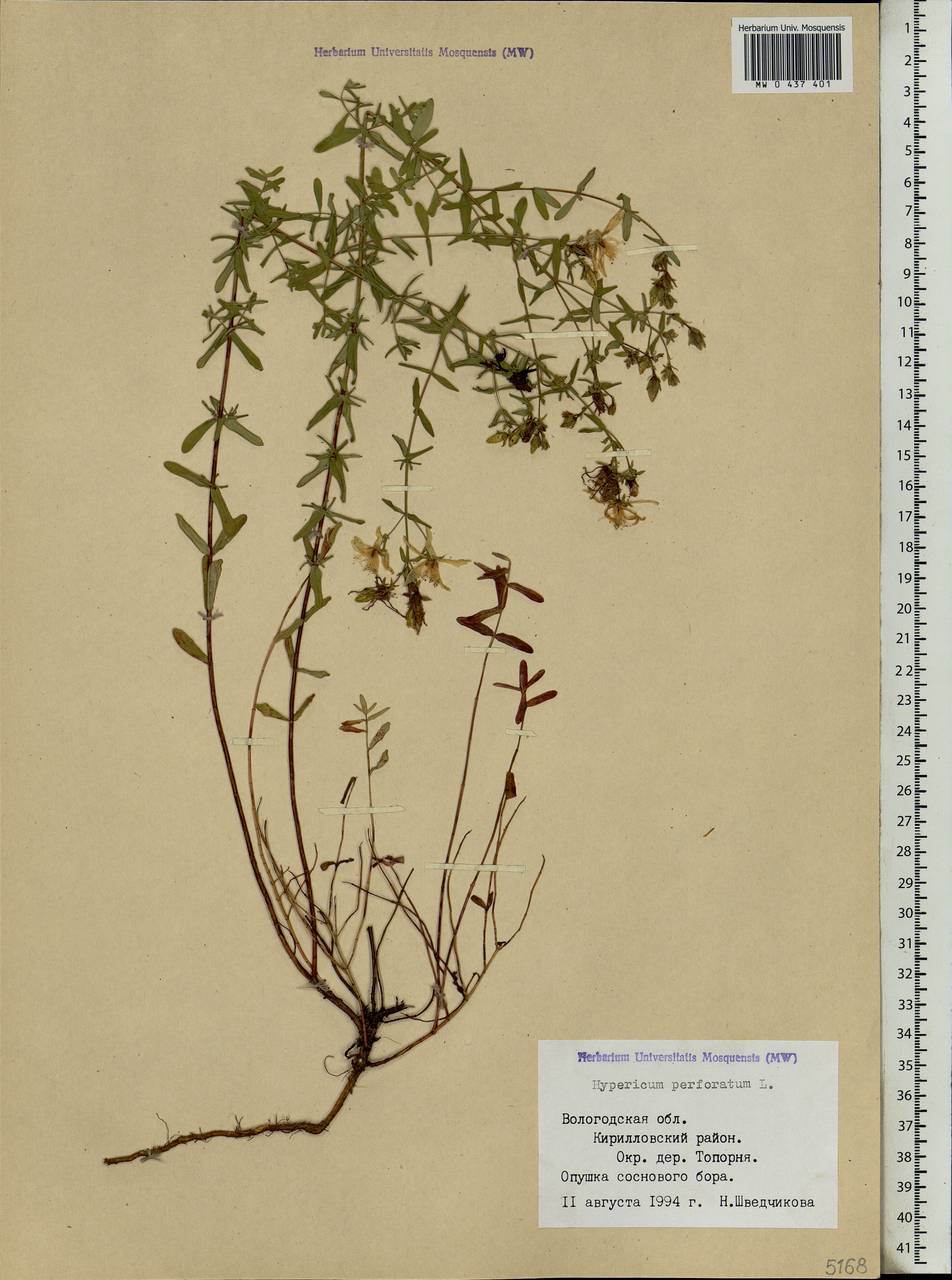 Hypericum perforatum, Eastern Europe, Northern region (E1) (Russia)