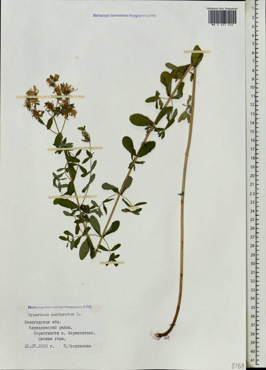 Hypericum perforatum, Eastern Europe, Northern region (E1) (Russia)