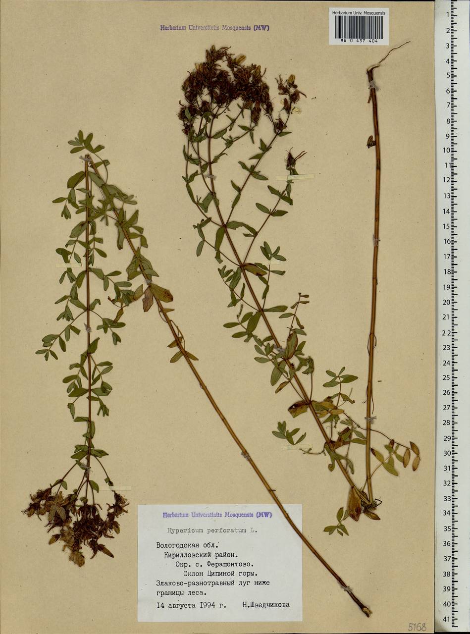 Hypericum perforatum, Eastern Europe, Northern region (E1) (Russia)