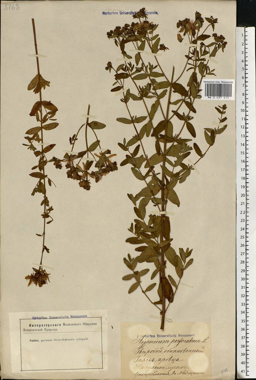 Hypericum perforatum L., Eastern Europe, Latvia (E2b) (Latvia)