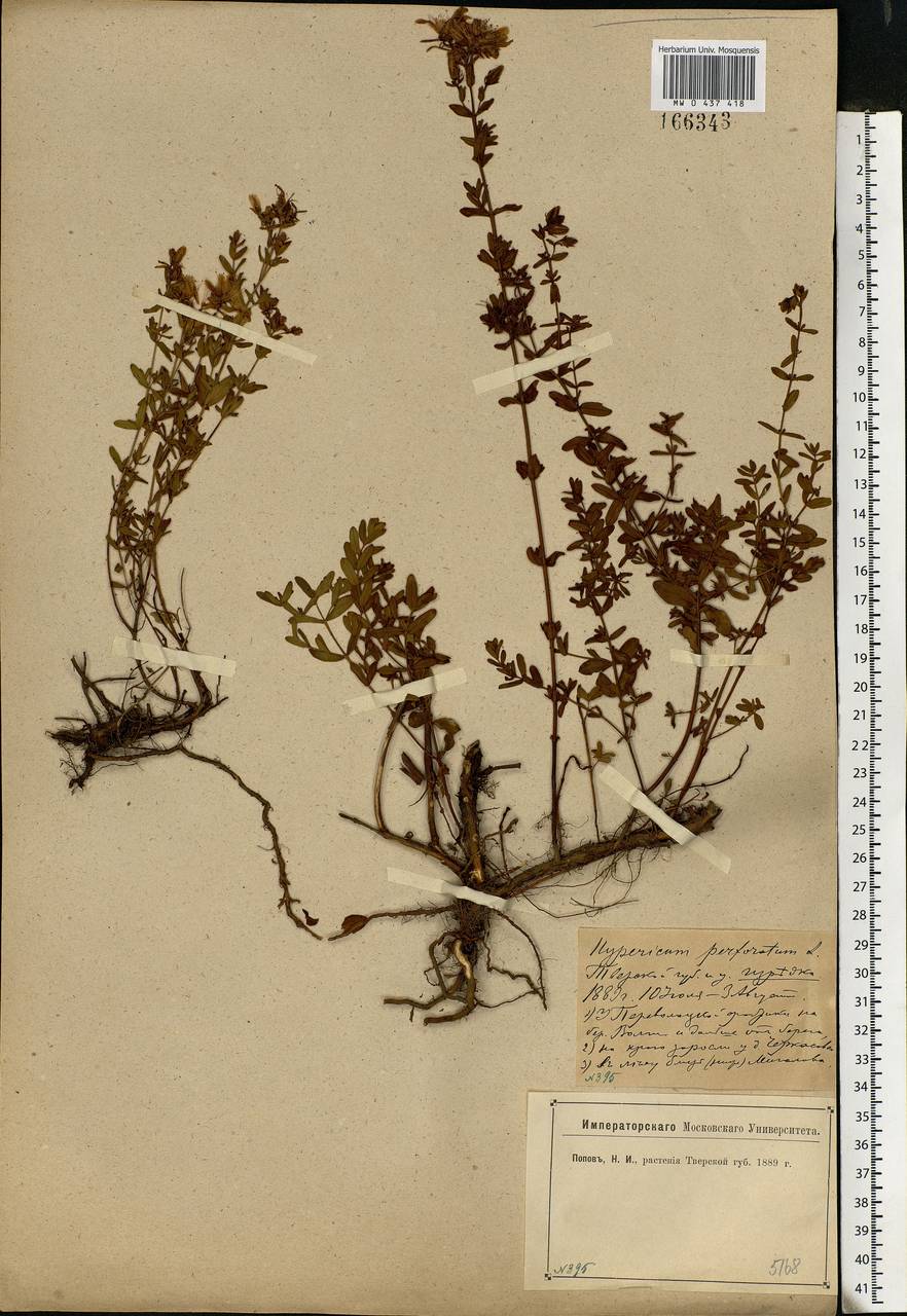 Hypericum perforatum, Eastern Europe, North-Western region (E2) (Russia)