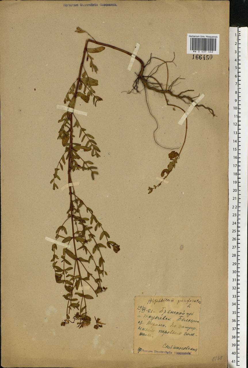 Hypericum perforatum, Eastern Europe, Western region (E3) (Russia)